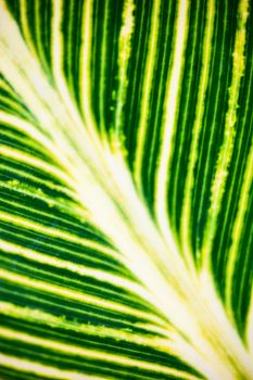 Close up of the striped green and white leaf in the sunshine.