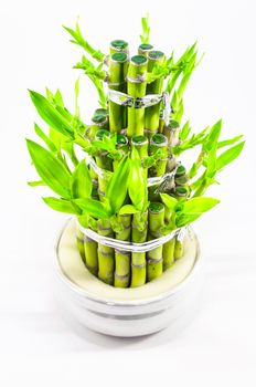 Bowl of green bamboo and leaves against white background.