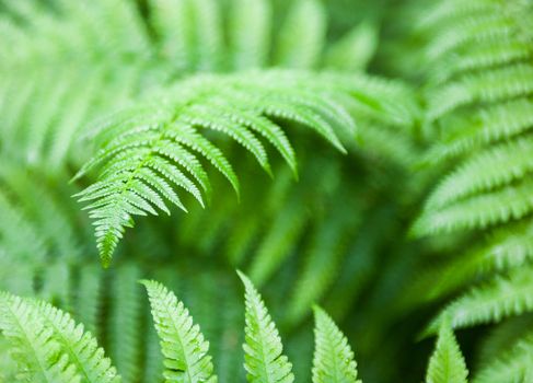 Beautiful green fern stems and leaves (Pteridophyta)