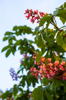 Bunches of pink flowers of the horse-chestnut tree against the blue sky
