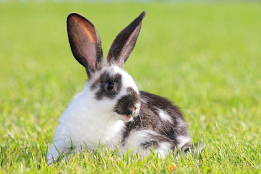 white - gray rabbit lying in a green meadow