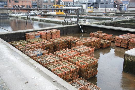 crates of oysters in the oyster farm in yerseke, the centre of oysters in holland netherlands