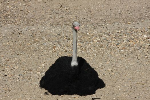Ostrich in zoo poses sitting on the ground