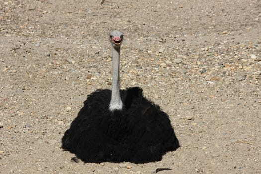 Ostrich in zoo poses sitting on the ground