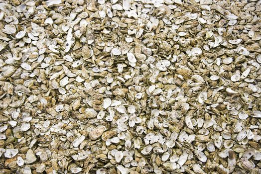 background of big group of oyster shells in holland 