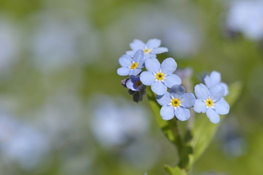 Colse-up of Myosotis sylvaticain in a garden