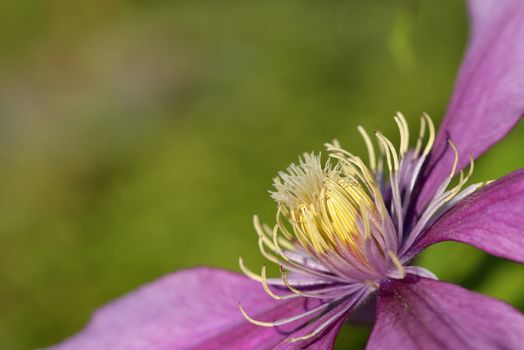 Close up of clematis flower in summer in the garden