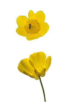 Cose-up of Yellow marsh marigold and Butercup isolated on white