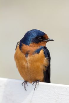 Barn Swallow Perched on a Fence Watching Closeup