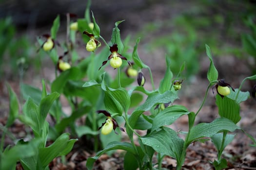 Ladys slipper Orchids (Cypripedium calceolus)