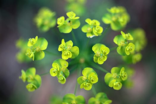 Flowers of Sun Spurge (Euphorbia helioscopia)