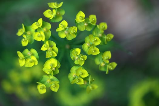 Flowers of Sun Spurge (Euphorbia helioscopia)