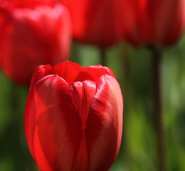 Complementary colours red tulip green background