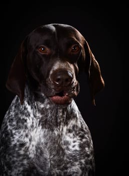 funny dog - german shorthaired pointer with silly expression on black background