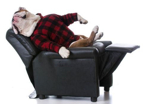 dog tired - bulldog stretched back resting in a recliner on white background