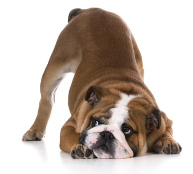 dog bowing - bulldog puppy with bum up in the air on white background