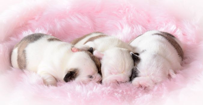 litter of bulldog puppies sleeping
