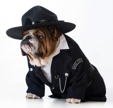 police officer or dog catcher - english bulldog wearing costume on white background