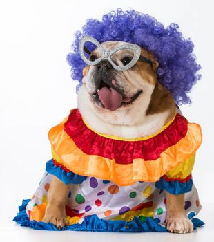 funny dog - english bulldog dressed up like a clown on white background