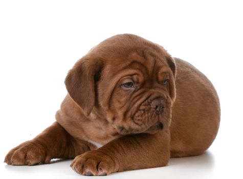 cute puppy - dogue de bordeaux puppy laying down on white background