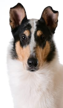 smooth haired collie portrait on white background
