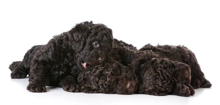 litter of puppies - 5 week old barbet puppies on white background