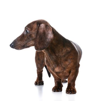 miniature smooth dachshund standing on white background