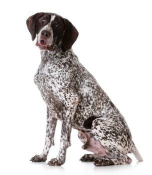 german shorthair pointer with surprised expression on white background