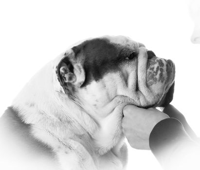 man's best friend - woman holding bulldogs face on white background