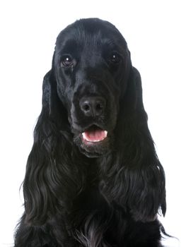 english cocker spaniel portrait on white background