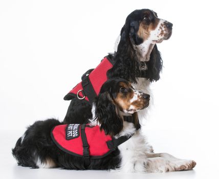 service dogs - two english cocker spaniels wearing vests on white background