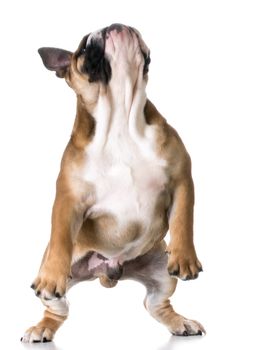 bulldog jumping up on back legs on white background