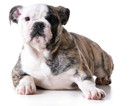 bulldog puppy looking at viewer isolated on white