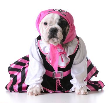 dog dressed up like a pirate on white background - bulldog female