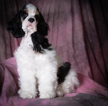 cute portrait of tri-color american cocker spaniel puppy on pink background