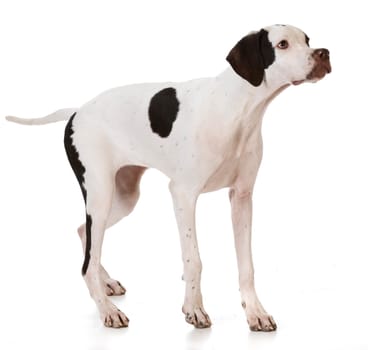 pointer puppy on white background