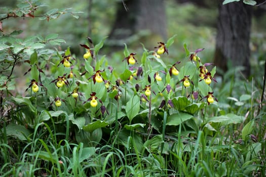 Ladys slipper Orchids (Cypripedium calceolus)