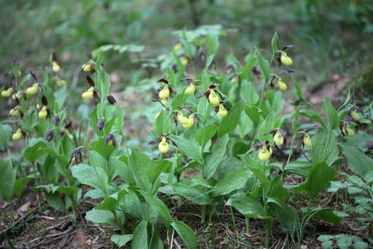 Ladys slipper Orchids