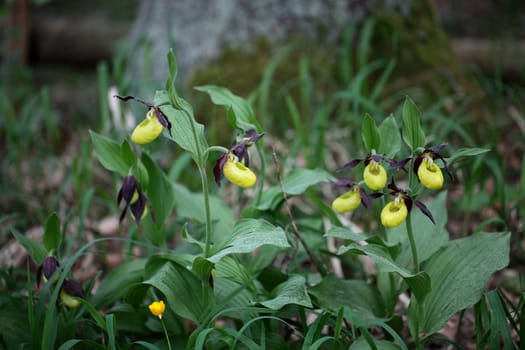 Ladys slipper Orchids (Cypripedium calceolus)