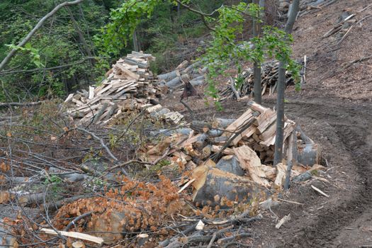 Scatered logs near road