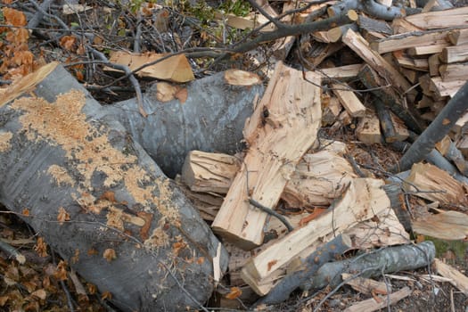 Scattered beech logs after cutting