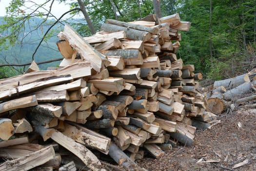 Pile of beech logs in woods