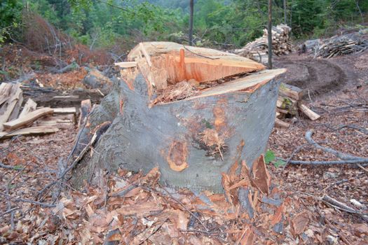 Stump in wood