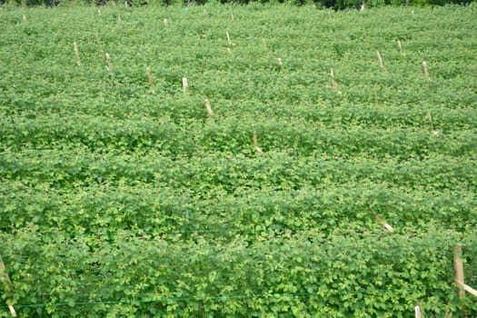 Raspberry Field from above