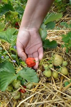 Picking up strawberry from field