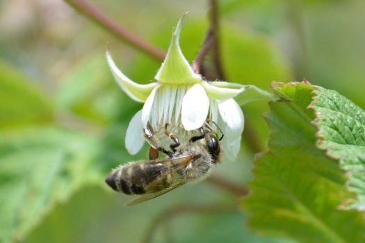 Honeybee on raspberry flowe