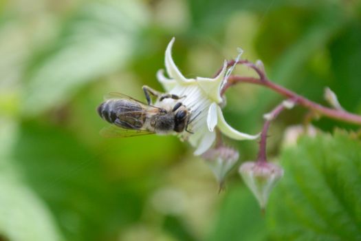 Honeybee on raspberry flower