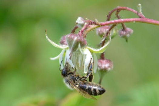 Honeybee on raspberry flower