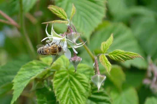 Honeybee on raspberry flower