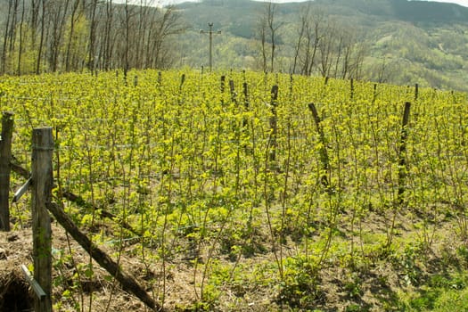 Raspberry field in early spring